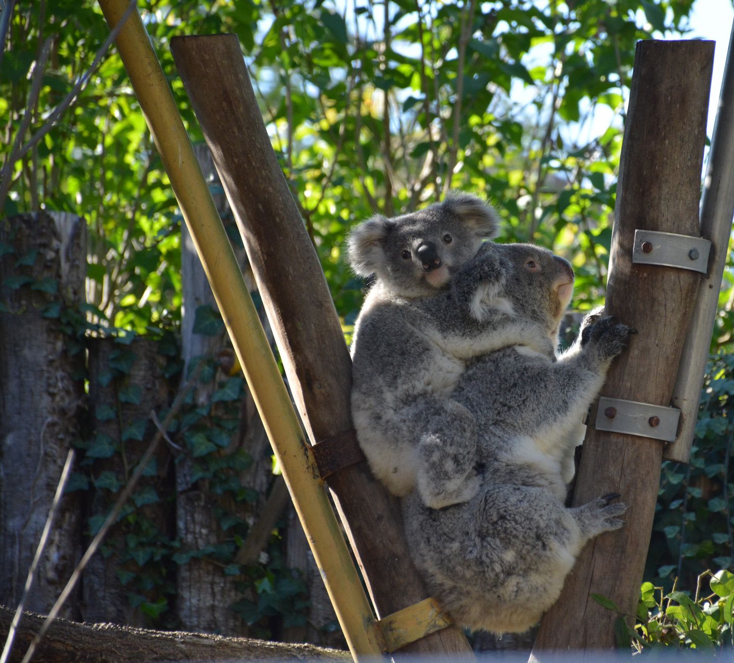Koala International Expansion: Is It the Best Move for Mitch?
