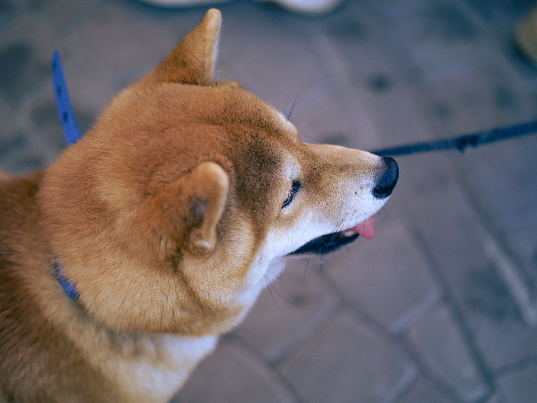 Shiba Inu Price: Best Proven Strategies for Investors